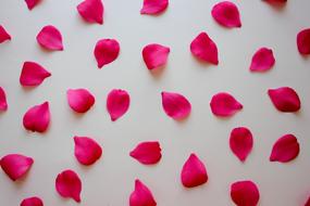 pink rose petals on a white table