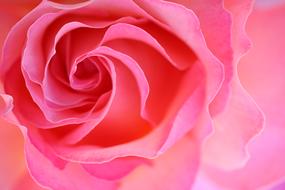 delicate pink rose petals