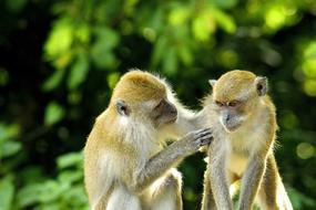 two Monkeys communicating