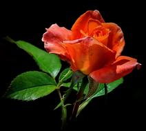 photo of an orange rose on a black background