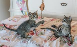 playful kittens in the bedroom