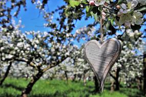 Spring Heart wood tree