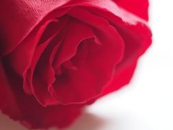 Petals of red Rose, macro