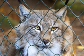 Lynx Imprisoned