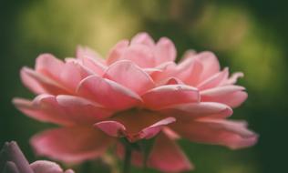 macro photo of natural pink rose