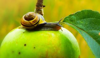 Snail Molluscs on green apple