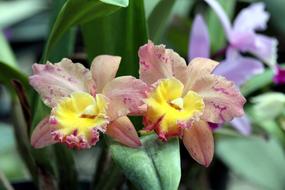 two Beautiful Orchid Flowers closeup