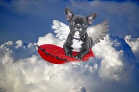 image of french bulldog with wings in the sky