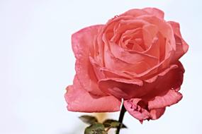 Salmon color Rose at light background