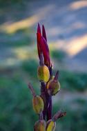 Red Flowers