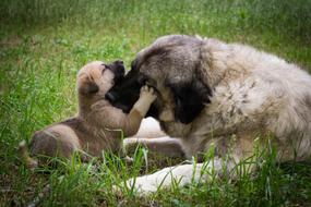 Dog Puppy Mother and son
