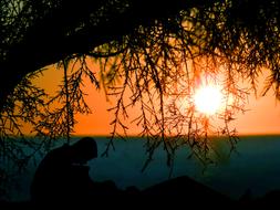 couple in love under a tree on a background of orange sunset