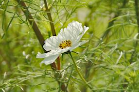 White Heart flower