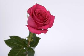 goodly Rose Pink Flower