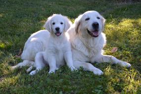 Puppy Golden Retriever two
