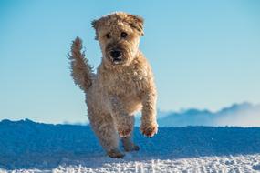 Dog Jump Play snow