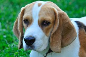 Pet Dog face