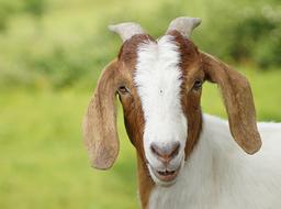 brown-white goat close-up on blurred background