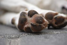 macro photo of soft pads on the dog's paws