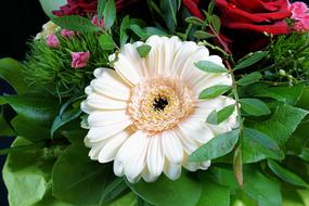 white gerbera and red roses in a bouquet