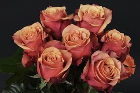 bouquet of orange Roses at darkness