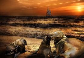 image of sea lions and sailing ship sea on a background of golden sunset