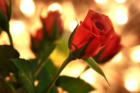 Valentineâs Day greeting, Roses at blurred bokeh background