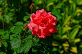 blooming rose in the garden on a sunny day