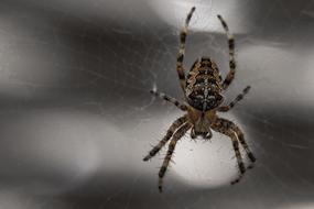 Spider Arachnid