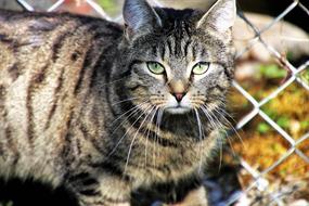 domestic tiger cat in the backyard