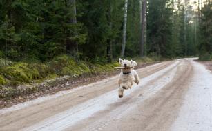 a terrier with a stick runs along a country road