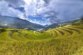 green Only Agriculture