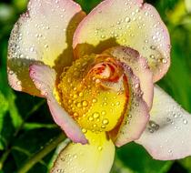 cute Rose Drop Of Water