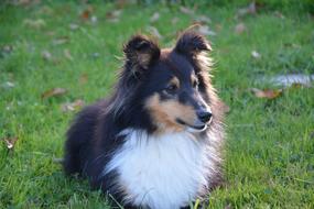 shetland sheepdog resting on the lawn in autumn