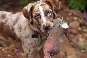 Retriever Dog with toy