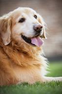 photo of a cute golden retriever on a green lawn