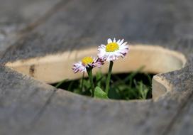 wood Heart Flowers