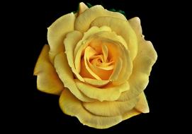Rose Yellow Flower on dark