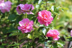 Roses Bush Flowers