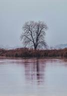 Tree Loneliness Withered lake
