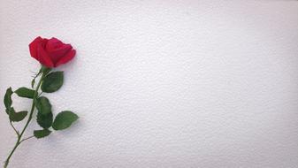 red Flower Desktop
