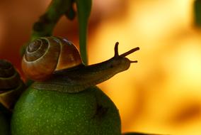 Huntsman Molluscs on Apple