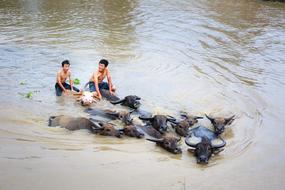 herd of buffaloes bathe in a pond in Asia