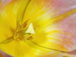 Tulip inside yellow