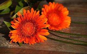 gerbera orange Flower