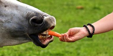 carrot For Animals