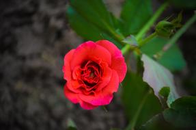 macro photo of a lonely red rose in a garden