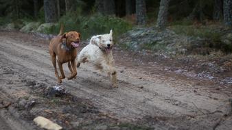 white and brown dogs run for distillation