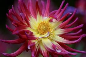 amazing Dahlia Blossom