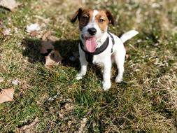adorable jack russell puppy